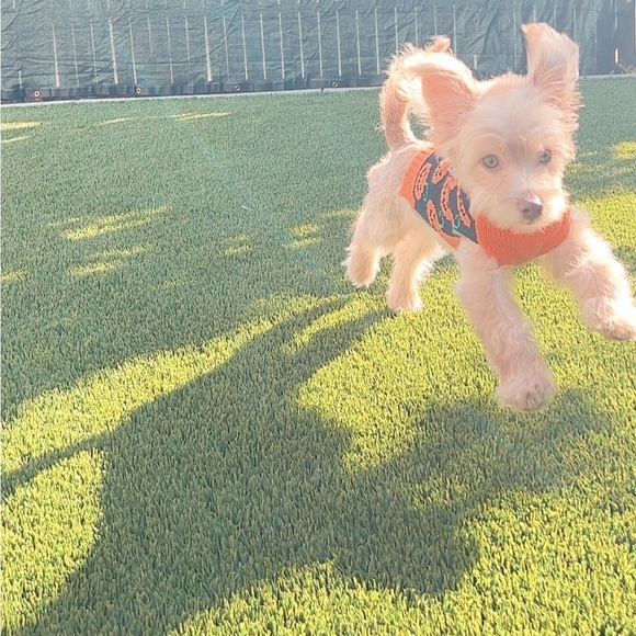 Halloween Dog Sweater with Multi Pumpkin Smiley Face, Small- EUC - Picture 6 of 6